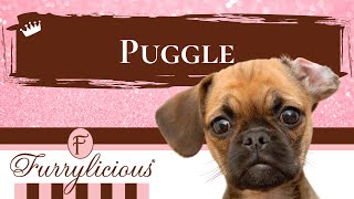 Puggle Breed Facts