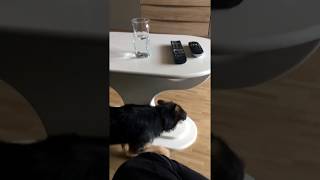 ACHTUNG! Schockierende Aufnahme! Hund sieht Geist!