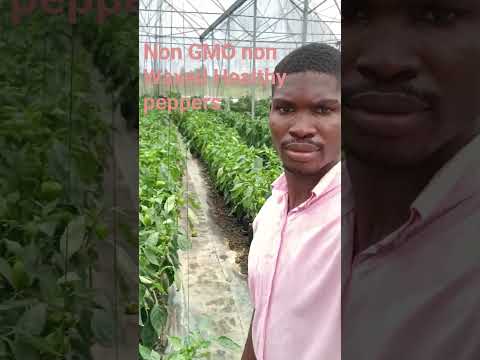 , title : 'Healthy Greenhouse peppers , More room to grow #ghana #africa'