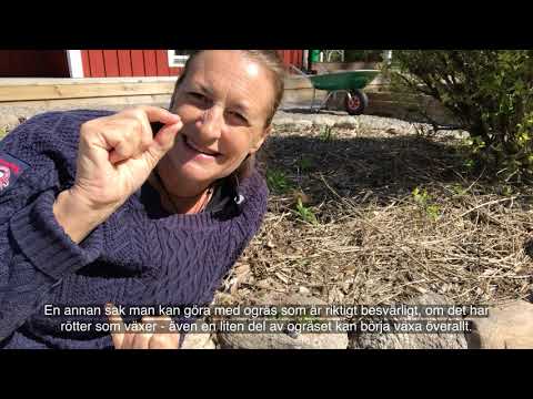 Jenny från bokashi.se - Del 23 - Hantera ogräs.