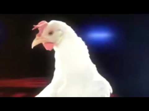 #galinhas. esse cara é um gênio 🤣🤣🤣 @JGeco