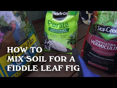 download lagu mp3 mp4 Best Potting Mix For Fiddle Leaf Fig, download lagu Best Potting Mix For Fiddle Leaf Fig gratis, unduh video klip Best Potting Mix For Fiddle Leaf Fig