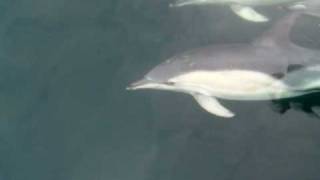 preview picture of video 'Beara Peninsula, Common Dolphins playing under the bow of Tigger in Ireland'