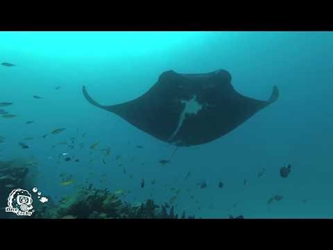 Diving Raja Ampat 2018 in 4k - Coral reefs & Sharks & Mantas