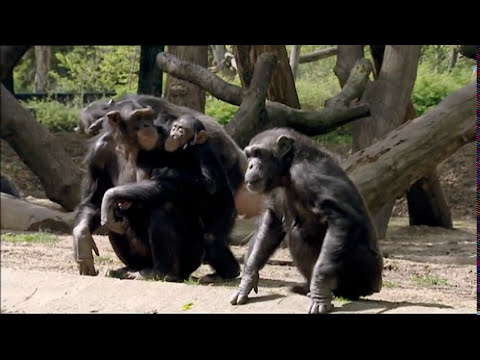 , title : 'Animals Like Us : Animal Emotions - Wildlife Documentary'