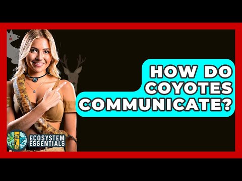 How Do Coyotes Communicate? - Ecosystem Essentials
