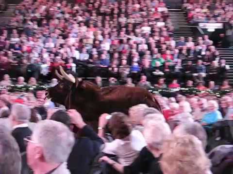 Andre Rieu - Espana Cani (Bull chasing lady in red) Birmingham 2014