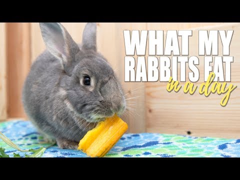 download lagu mp3 mp4 What Do Rabbits Do All Day, download lagu What Do Rabbits Do All Day gratis, unduh video klip What Do Rabbits Do All Day