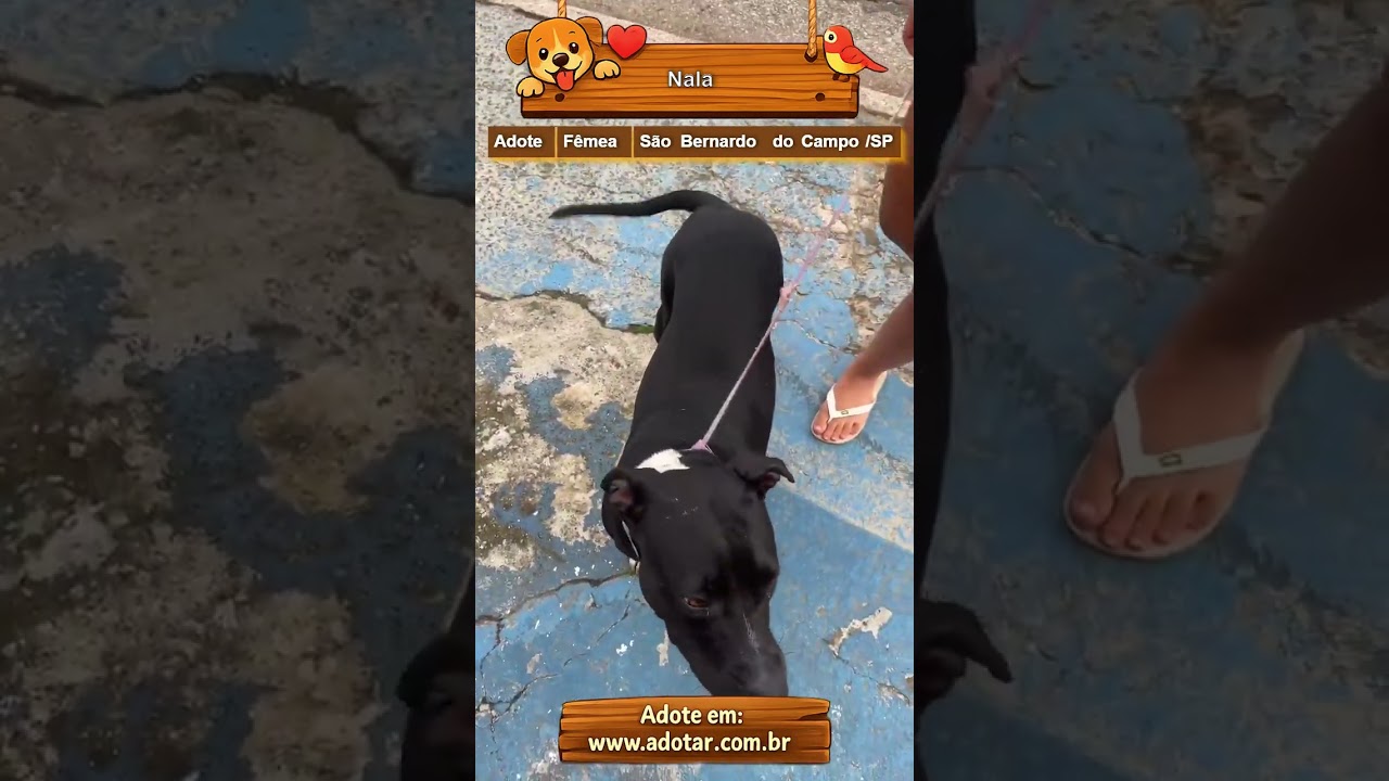 Cachorro raça Pit-Bull idade 1 ano nome Nala