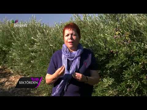 Arbequina Tanıtım — Emine Tanrıver