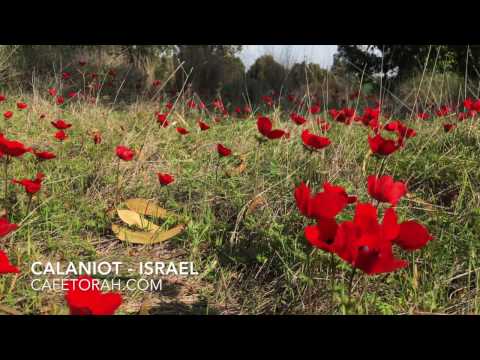 SPRING SEASON, Desert of Negev, flower of Israel - Holy Land, Cafetorah com