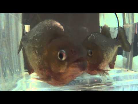 Red belly piranha up close. Gopro 1080p