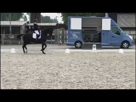 Totisfaction Totilas x Sir Donnerhall 7y