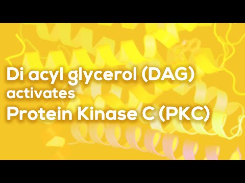 Di acyl glycerol (DAG) activates protein Kinase C | DAG | PKC | G Protein