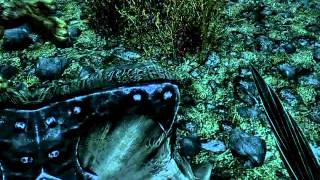 Skyrim: Застывшие саблезубы