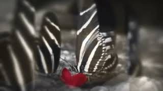 &quot;Come un diamante nascosto nella neve&quot; Mina Celentano (cover by Gio &amp; Saby)