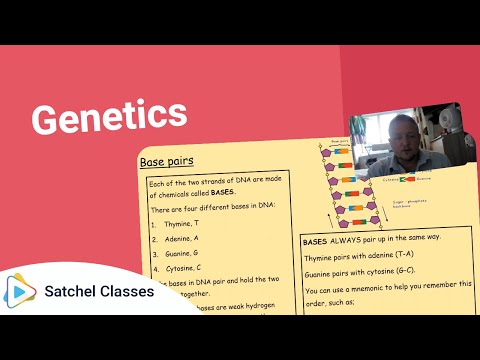 YouTube video about: Which plants in this figure must all be heterozygous?