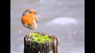 mayday! - shark sandwich