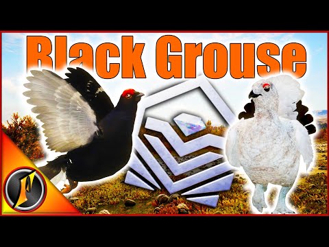 Finally! A Diamond Black Grouse on Revontuli Coast!