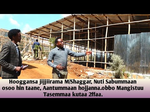 Nuti Sabummaan osoo hin taane,Antummaan hojjanna obbo Mangistuu Tasammaa kutaa 2ffaa #ethiopia#oromo