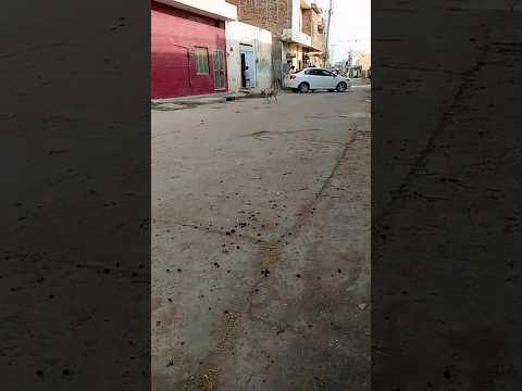 DOG VS REAP FOR FIRE HASSAN 900 #dog #animals #lan #doglover #phode #yshunters