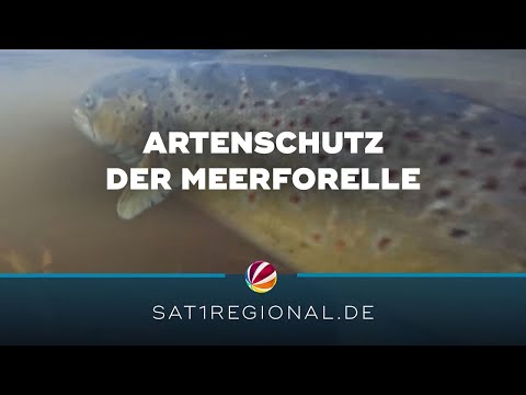 Artenschutz: Bestand der Meerforelle in Schleswig-Holstein wird gestärkt