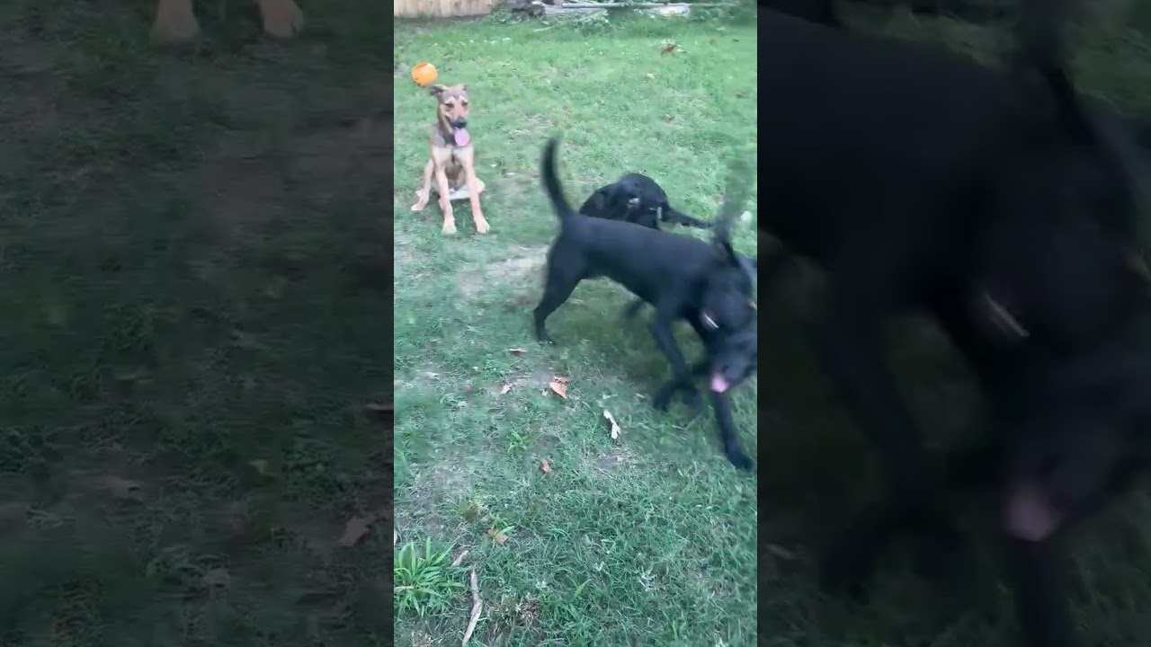 Mary, a ADOPTABLE mixed breed in Warrington, PA video 6/6