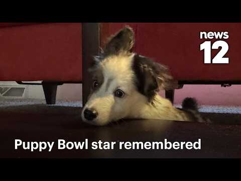 Animal rescue remembers Teigan, special-needs Puppy Bowl star who died after filming | News 12