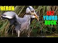 HUNGRY Heron Dines On A Sizable Young Duck While Smaller Avian Animals Dine On Little Ducklings