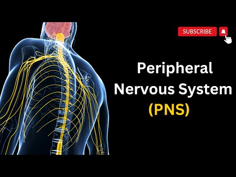 Das periphere Nervensystem ERKLÄRT: Ein umfassender Leitfaden zum PNS.