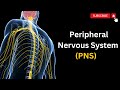 Das Periphere Nervensystem ERKLÄRT Ein Umfassender Leitfaden Zum PNS