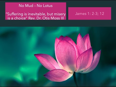 No Mud - No Lotus