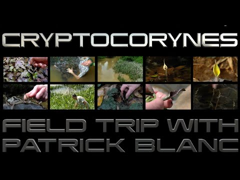 CRYPTOCORYNES - FIELD TRIP WITH PATRICK BLANC