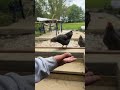 A Chicken Surprise
