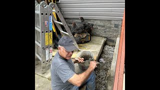 Watch video: A Chicken Surprise