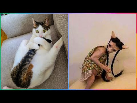 What’s Wrong With My Cat? Owners Posting Pics Of Their Malfunctioning Cats