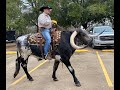 HOW THE WEST WAS FUN Texas Longhorn Riding Steer For Sale