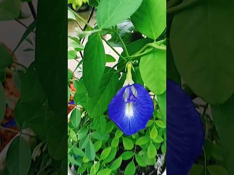 Summer flowers #mr #mohim #2005 #gardening #nature #garden #love #flower