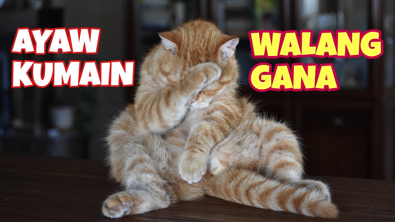 Putar video Pusang walang gana kumain | Mga dahilan at ano ang gagawin | Matangpusa sekarang Pusang walang gana kumain | Mga dahilan at ano ang gagawin | Matangpusa