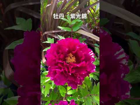 今年の最初の花がすでに美しさを見せています。彼らは何ですか？  庭園