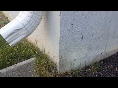 Ant trail leads right into Monmouth Beach, NJ house