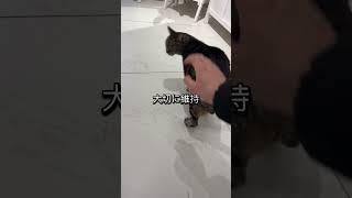 ギリシャの面白体験 #gay#ゲイの日常#vlog #ギリシャ #ゲイあるある