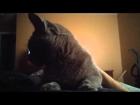 Rayne the cat and her morning routine