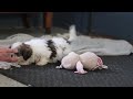 Shih Tzu dogs for sale: Layla - Video 1
