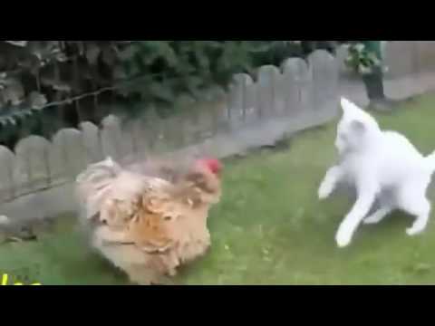Cat & Rooster Big Fight for Food Full Moj Masti Pakistani Funny Clip