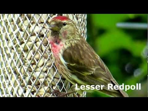 My Wildlife Garden thumbnail