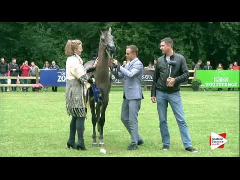 Bruges 2016 - Junior Colts National Championship - Prizegiving - 2nd place: n. 15