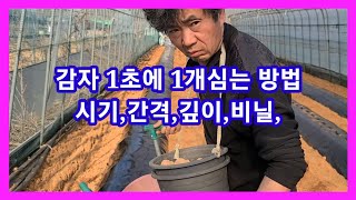 감자 1초에 1개심는 방법 감자심는 파종기,시기,방법,간격 깊이 감자비닐 귀농귀죤 주말농장,텃밭,농사농부,농…