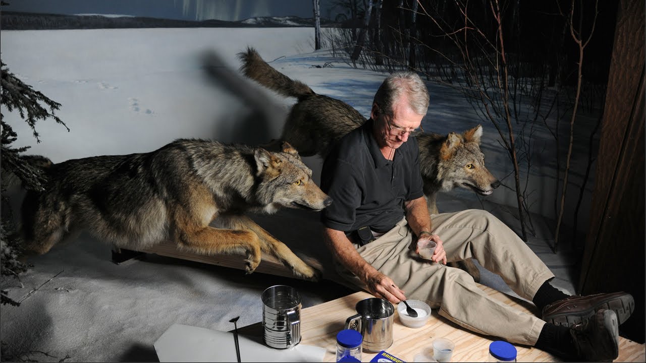 Museum Updates Lighting In Wolf Diorama To Be Moon-Realistic