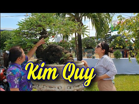 SH.6264. Nhiều người ngỡ ngàng trước cây Me hình cụ Rùa tại triển lãm SVC Phú Yên 28/6/2022.